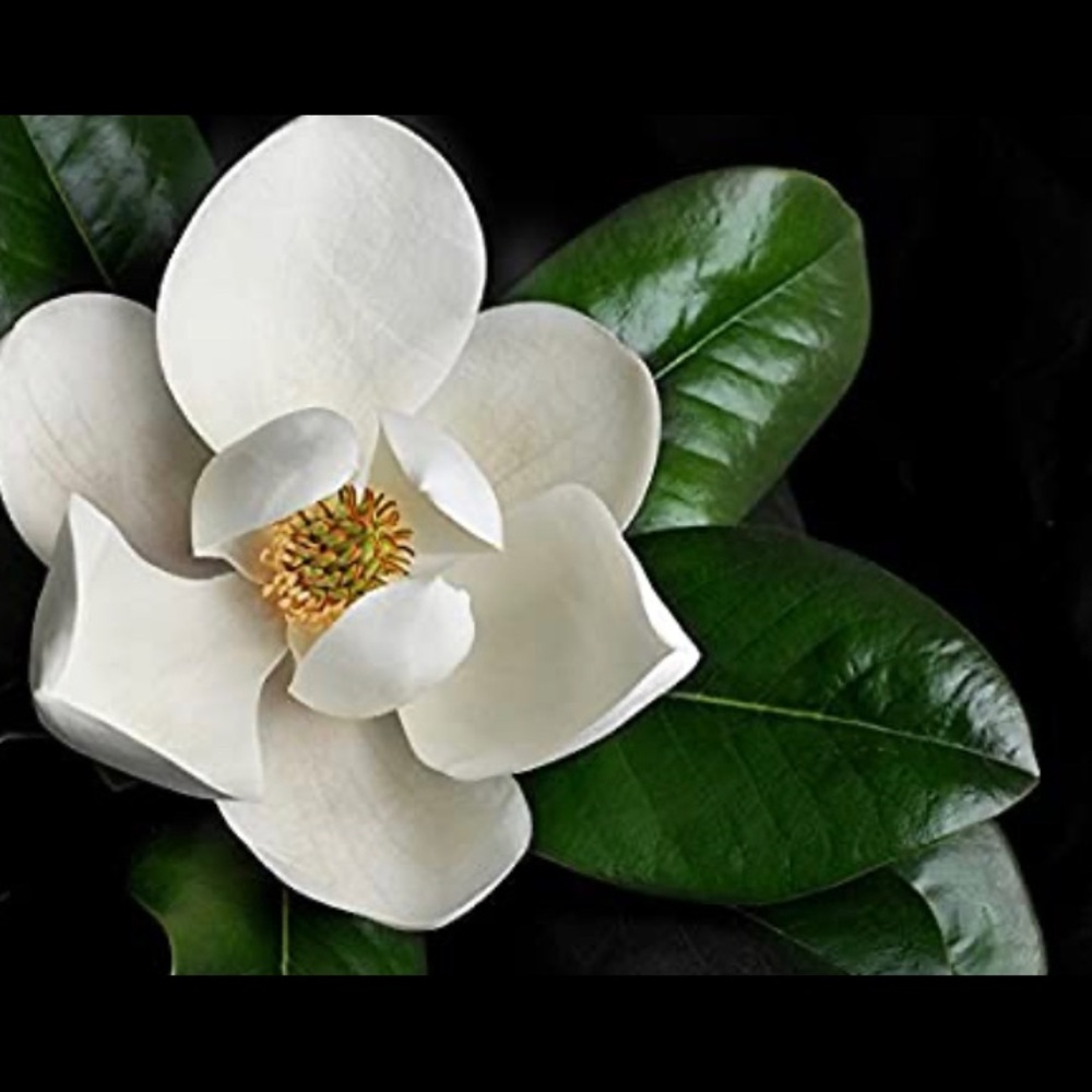 Meet your Posher, Magnolia